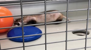 Happy Ferret Friday Folks! What???? Both are round, right????? | National Black-footed Ferret Conservation Center