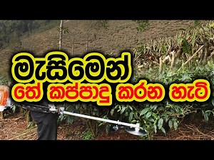 මැසිමෙන් තේ කප්පාදු කරන හැටි ] Tea pruning machine #technology #machine