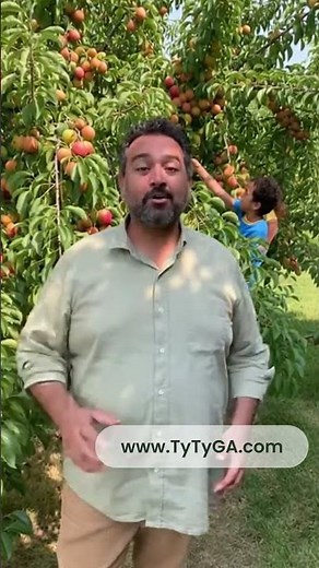 Grow Pluot Trees at Home | Sweet Hybrid Fruit from Ty Ty Nursery