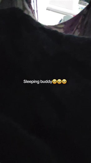 ⋆˚✧ bingus ✧˚⋆ (🌈🍖) (@dandys.worldmemes)’s videos with original sound - Meow madness