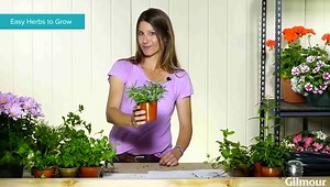 Essential Guide to Growing Herbs - Indoors and Outdoors | Gilmour
