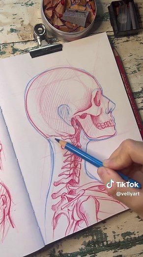 Skull Drawing Study Tutorial: Learn How to Draw Skulls with Procreate