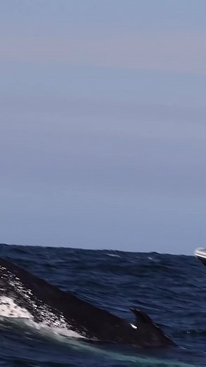 Humpback whales were seen repetitively slapping their tails (flukes) so gracefully on the water making big splashes in Sydney, Australia 2024 while aboard @oceanextreme It was so much fun filming several active Humpbacks. This surface behavior can be exhibited for a variety of reasons, including non-verbal communication, stunning prey, or defense against natural predators. Perhaps this active whale was doing it just for fun 🤩 This company boarded guests just outside our hotel which made our exp