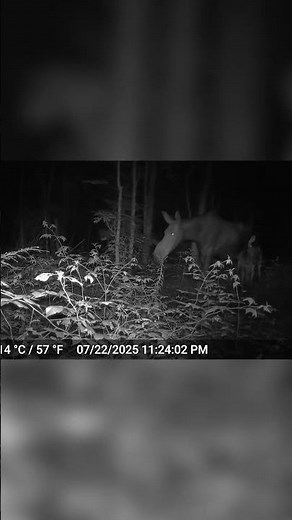 Moose and Calf Walking the Trail at Night | Northern Trails Wildlife