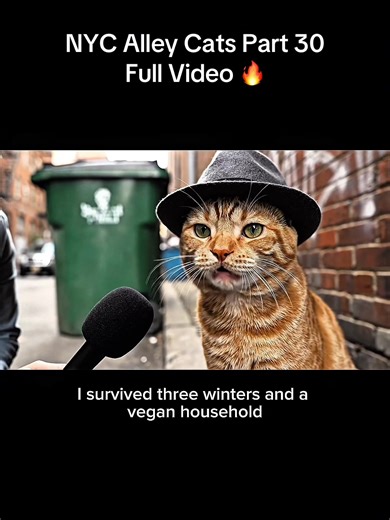 NYC Alleycats Part 30 The alley’s in full training mode for the Dog War, everybody acting disciplined but barely holding it together. Thunderpaw’s not exactly thrilled with Ronnie’s “lateral movement” program, Bella Biscuitbottom refuses to fight and says she’ll just stand there and look expensive, and by the end Ronnie shifts the whole conversation from dogs to something way bigger. Let’s just say the alley might not be stopping at the sidewalk anymore. #nycalleycats #catsoftiktok #cat