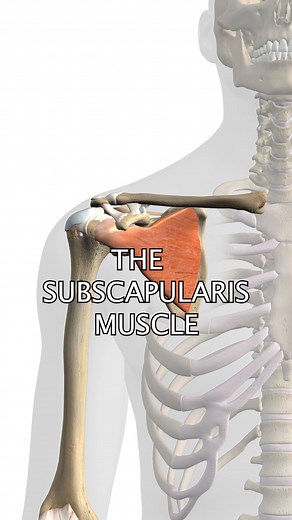The Subscapularis Muscle #muscle #shoulders #rotatorcuff For more information about NAT online courses, please visit www.nielasher.com | NAT Global Campus