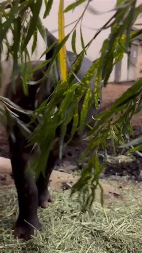 2.1K views · 760 reactions | Sound on for munching!  Our female Malayan tapir calf ‘Nyawa’ is growing bigger each day! While she continues to nurse from mom ‘Sempurna’, she’s also eating lots of fresh browse.  #YourZooYYC #WatermelonBabyYYC | The Calgary Zoo | Facebook