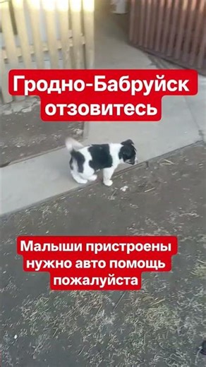 Helping homeless animals❤