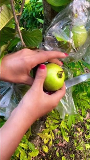 Guava Fruit Harvest #guavafruit