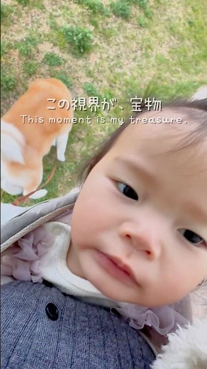 秋田犬と赤ちゃん。この視界が宝物。｜Akita Inu & Baby #秋田犬 #shibainu