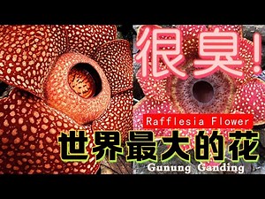 【莱佛士花Rafflesia Flower】"Gunung Gading Borneo Sarawak Lundu"世上最短命的巨花