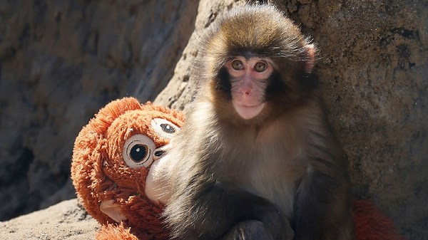 Zookeeper shares update on Punch the monkey, whether he has a girlfriend