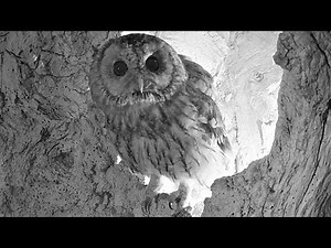 Tawny Owl Luna Battles Barn Owl for Nest 🦉⚔🦉 | Luna & Bomber | Robert E Fuller