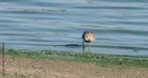 Ruddy Turnstone, foraging shore, winter plumage, crosses with Common Ringed Plover