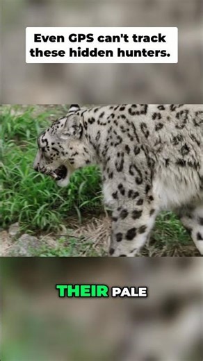 The Ghost Cat That's Almost IMPOSSIBLE to See!? 🐆