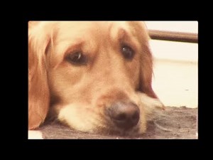 Brown Horse - Sunfisher