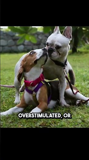 Why Do Dogs Hump? | Weird Dog Habits Explained