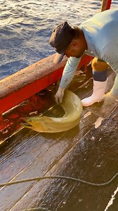 Imagínate una mordidita 🐍 anguila morena verde #anguila #eldelabahía #Sonora #sea #post2025シ #facebookpostシ #viralreelschalleng #viralreelschallenge #viralreelschallenge #viralpost #pesca #lifestyle #life #Eldelabahia | El de la bahia