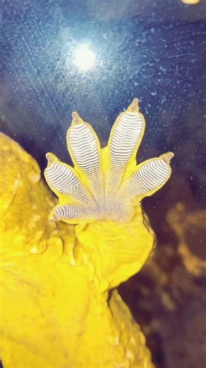 Exploring the Fascinating World of Gecko Feet