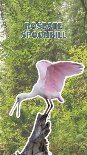 Roseate Spoonbill - Pure Nature Sounds!