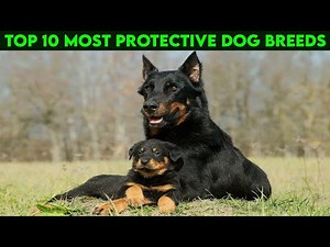 Top 10 Most Protective Dog Breeds