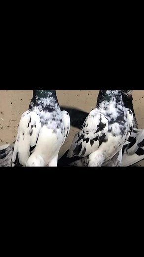 Stunning Pigeon Showcase: Colors and Patterns