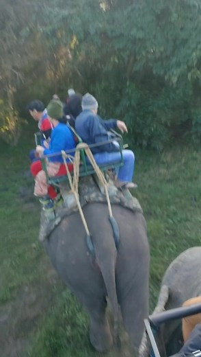 11K views · 332 reactions | Elephant Safari at Kaziranga National Park.... | Ocean6 Holidays | Facebook