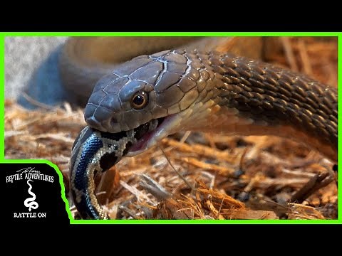 KING COBRA EATS INVASIVE FLORIDA PYTHON! (Tyler Nolan, Clint's Reptiles Collab)