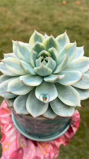 Suculentas Ana Lu | Dos versiones de la Echeveria chihuahuaensis 😍 a la variegada le falta estrés, ella llega a tener los mucrones y parte de los bordes de las... | Instagram