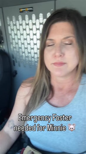 TM Crews Senior Dog Sanctuary on Instagram: "🚨 Emergency Foster Needed in Southern California 🚨 Everyone, please meet Minnie Mouse. She was found yesterday at an apartment complex where neighbors believe she may have been dumped. It’s clear she recently had babies. The community searched for hours but sadly could not find any of her puppies. She’s only a baby herself approximately 1 to 1½ years old and clearly very scared and confused. Minnie is microchipped and extremely shy. She needs an exp