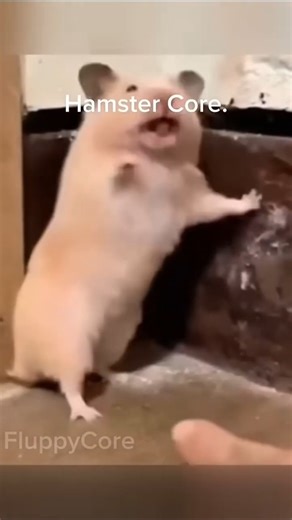 “Hamster’s Tiny Drama 😂🐹 | Unexpected Reaction!”#funnyanimals #hamster #funnyhamster