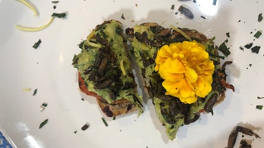 Cooking with cicadas