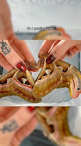 Hand pairing Atlas moths. A few years ago I successfully paired atlas moths after loads of time researching it on YouTube so I decided to give it a try again. These 2 moths only took around 5 minutes to pair! Although in the past it took around 20 minutes. #Moths | Jumping spider & Moth life