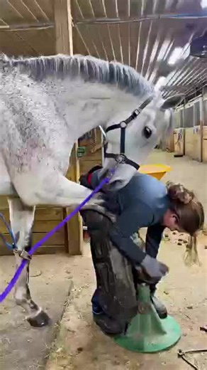 Essential Horse Hoof Cleaning Tips for Owners