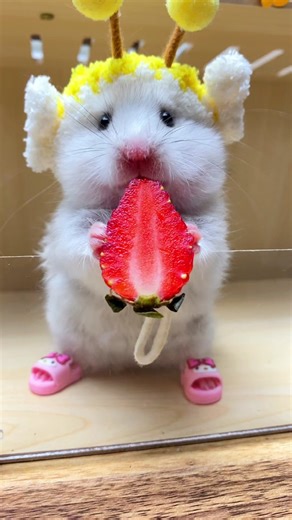 Cute Mouse Eating Strawberry - Funny Animal Videos