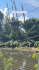 Jack Laugher on Reels