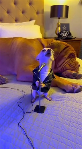 “The Unstoppable Rock Star” 🐕🎤🎸 The show MUST go on! | Pretty Little Things
