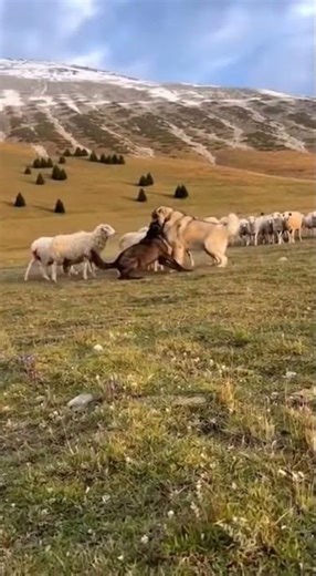 Caucasian Shepherd vs Black Wolf — One Real Moment of Pure Instinct #caucasianshepherd #ovcharka