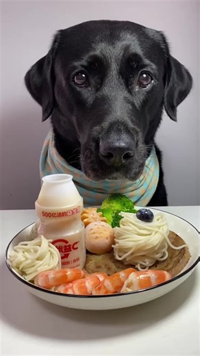 #dog #mukbang #food #asmr #fyp | dog eating asmr