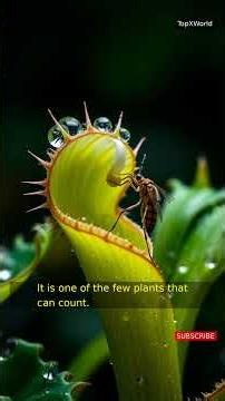 5 Bizarre Botanicals That Defy Evolutionary Logic