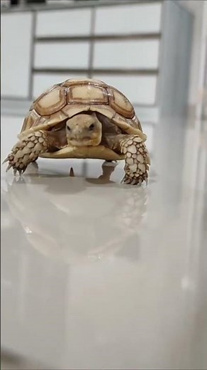 Turtle: Slow But Never Stops 🐢 | A Life Lesson #youtubeshorts