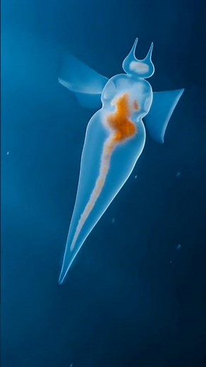 Sea Angel — The Transparent Predator of the Deep Ocean | Earth Hidden Life#seaanjal #animals