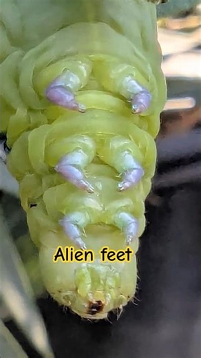 Can you identify this alien 👻 Feet? An eating machine! Watch the rhythmic precision till the end.