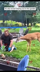 The family saved a baby deer that fell into the water | Carolina pico