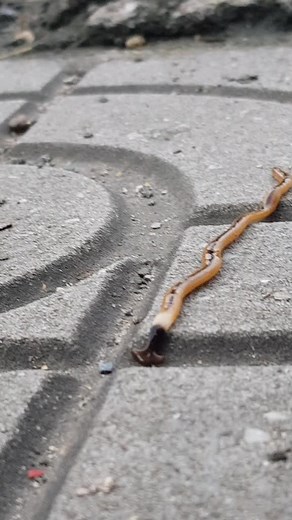 Explore Earthworm Movement on Concrete Surfaces