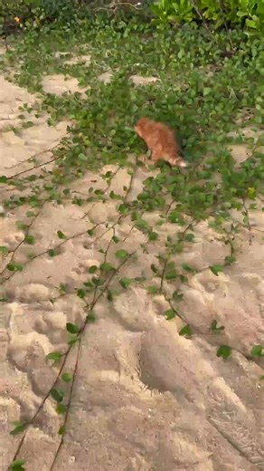 Cute persian kitten 😍 Cats for Sale persian cats for sale Persian Cat Cats market | Rahsaan Bowman