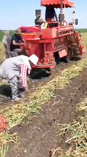 Efficient Garlic Harvesting: A Practical Demonstration