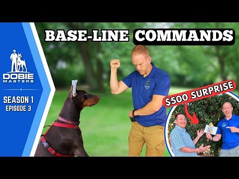 Four Critical Commands to Teach Every Doberman | Dobie Masters (S1E3)