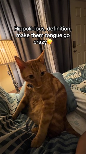 Ah I love this chunky boy🥰😌!) #catsoftiktok #cat #cooper #funnyvideos #funnycat