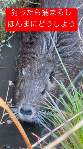 狩猟期間兼資格がないと捕獲できない特定外来生物 #ガサガサ #哺乳類 #外来種 #駆除